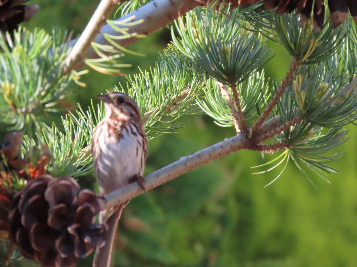 Song Sparrow - Ericka Albright