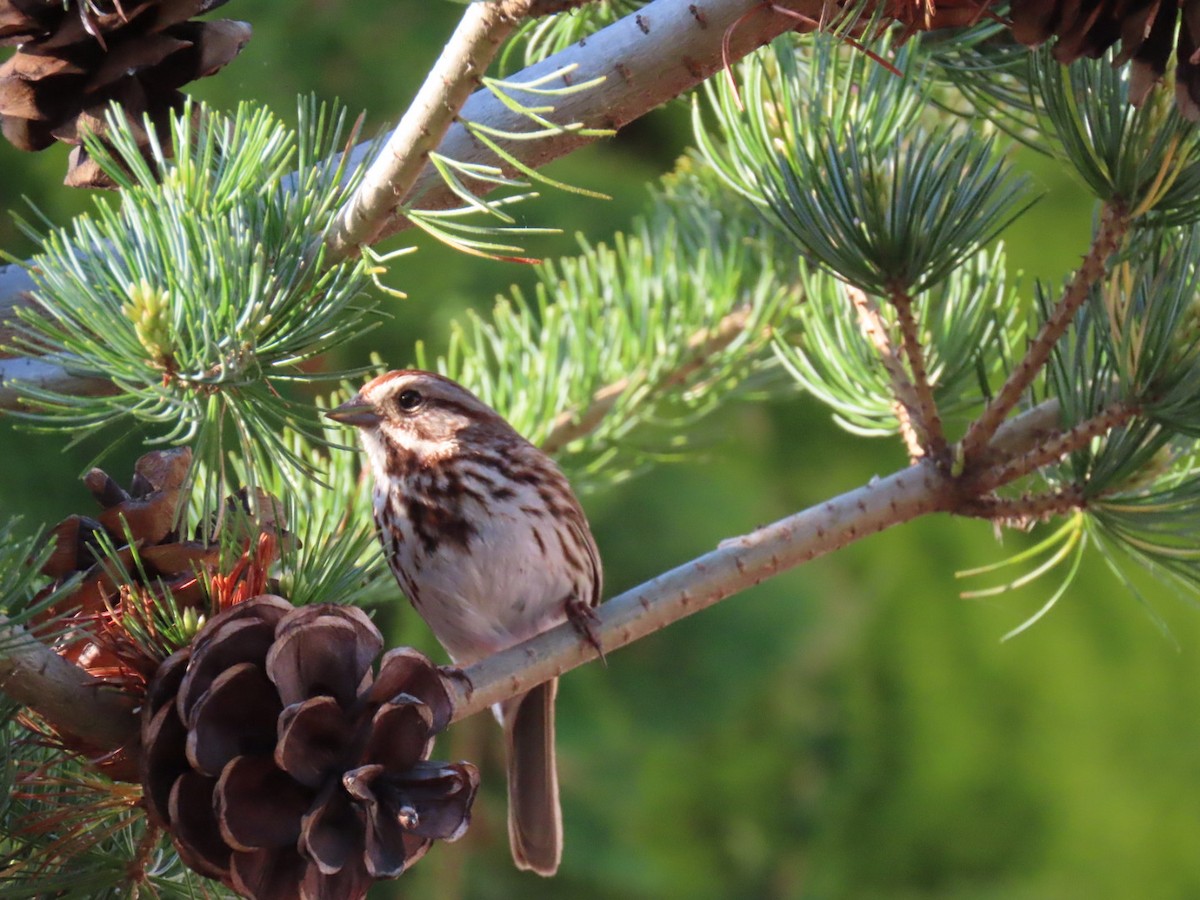 Song Sparrow - Ericka Albright