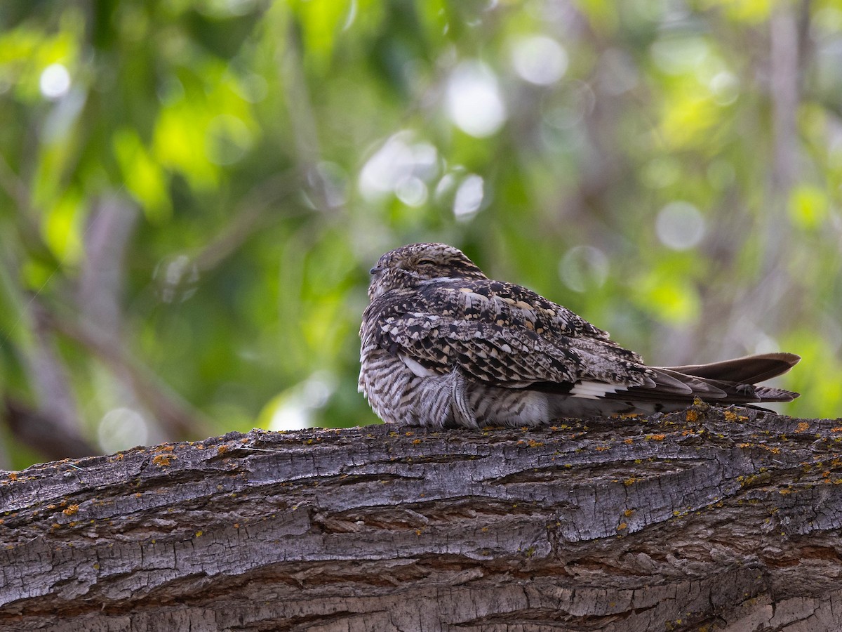 Common Nighthawk - Andy DeBroux