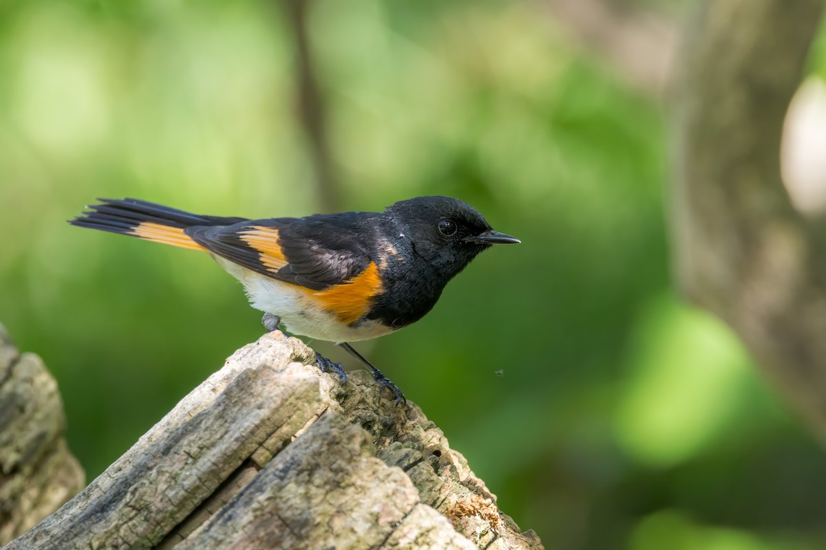 American Redstart - Ric mcarthur