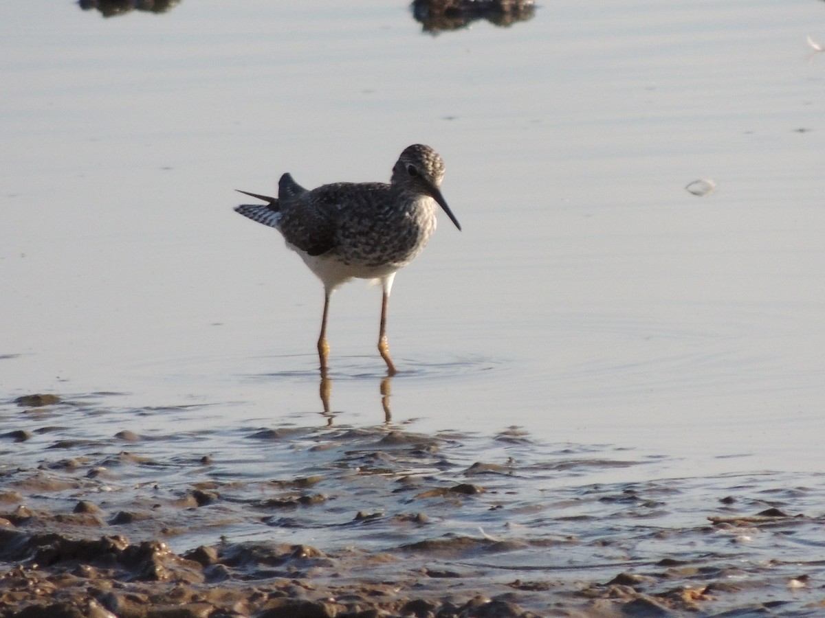 Lesser Yellowlegs - Roger Lambert