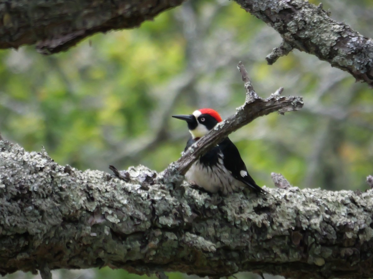 Acorn Woodpecker - Lee Friedman