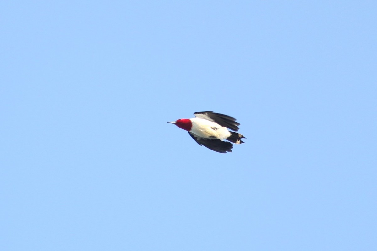 Red-headed Woodpecker - Max Segler