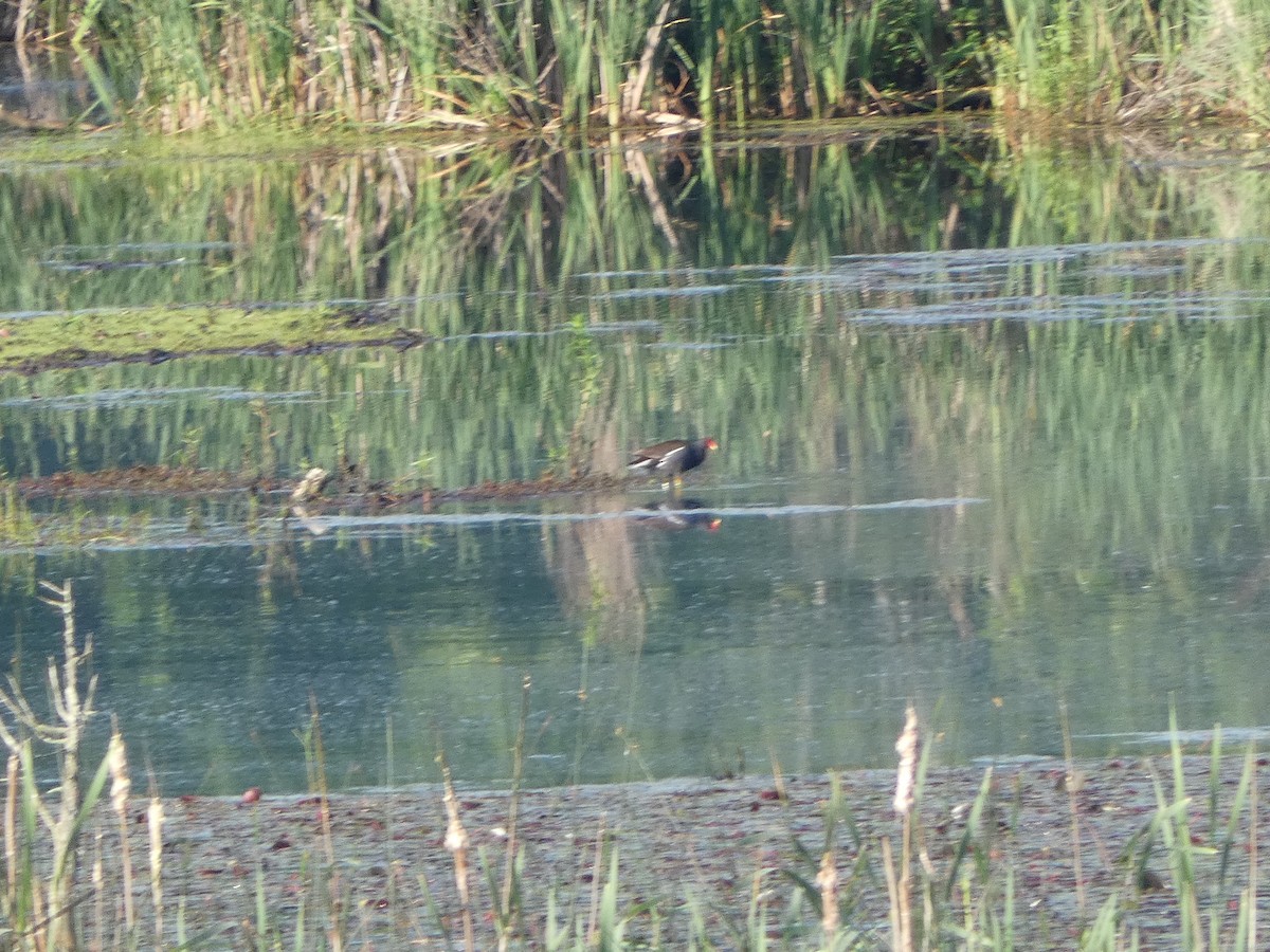 Common Gallinule - Anonymous