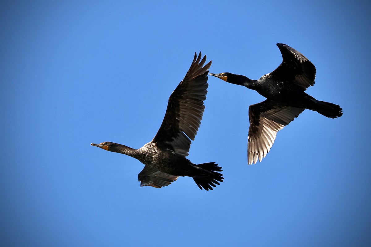 Double-crested Cormorant - Eric Leene