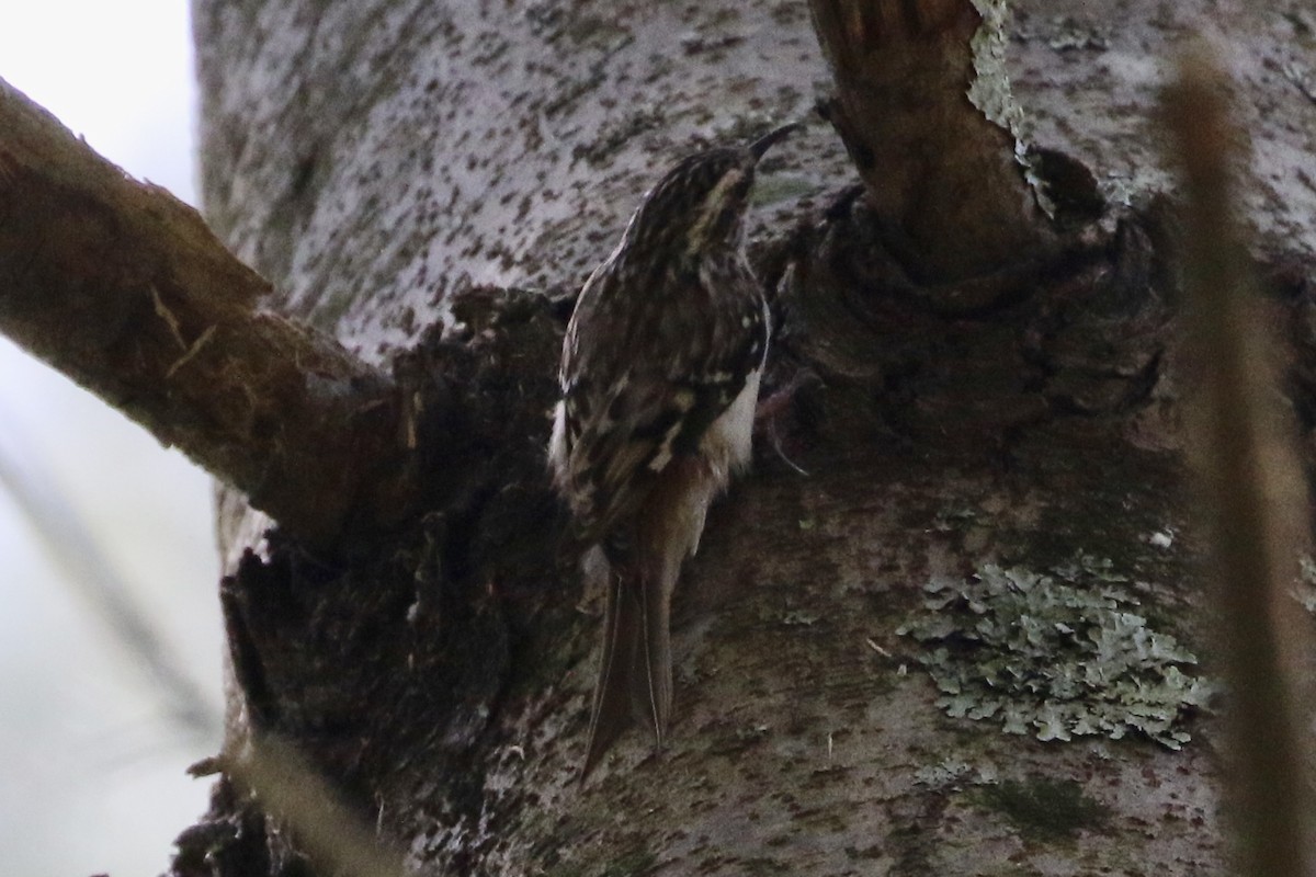 Brown Creeper - Dan Rottino