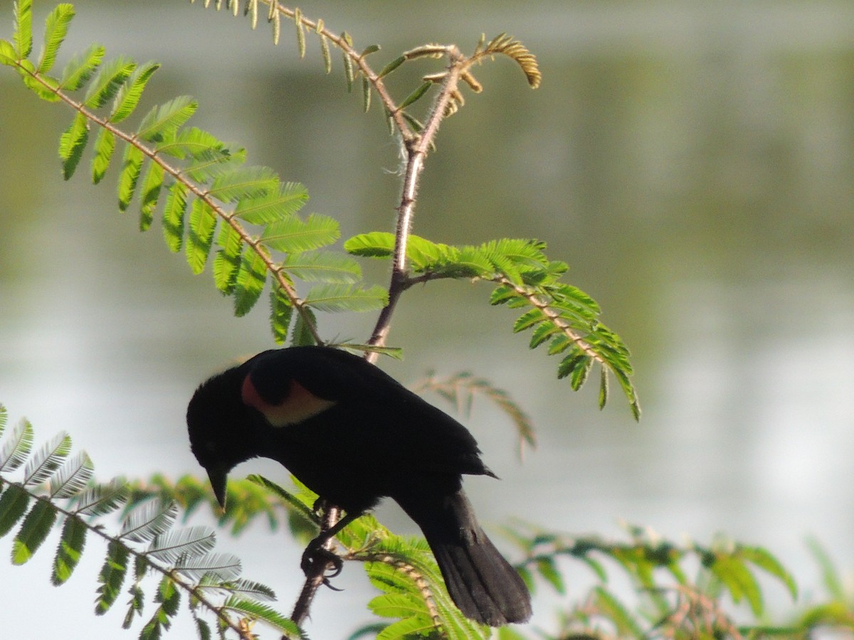 Red-winged Blackbird - Roger Lambert