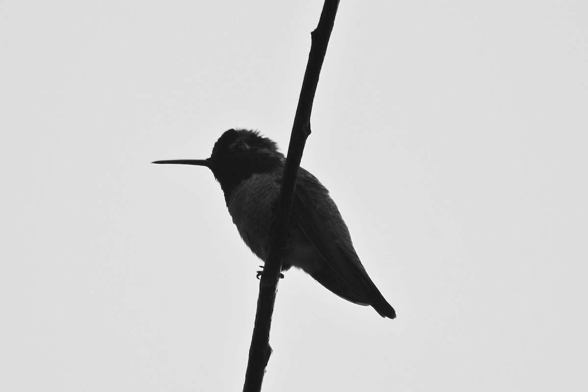 Anna's Hummingbird - Daniel Edwards