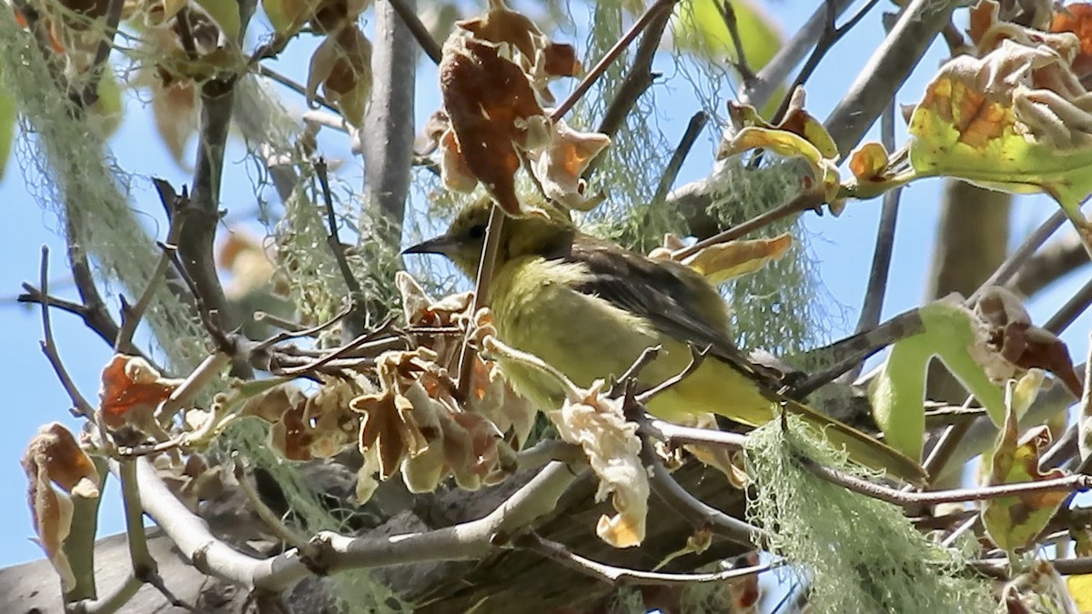 Hooded Oriole - Petra Clayton