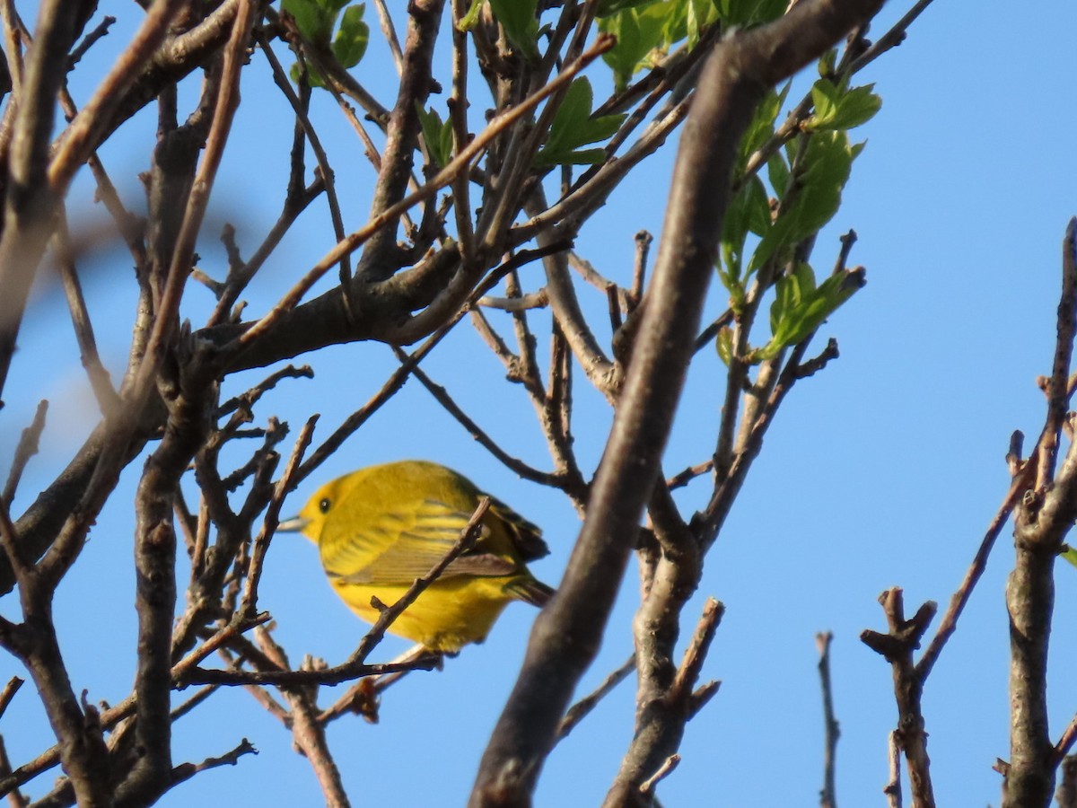 Yellow Warbler - Ericka Albright