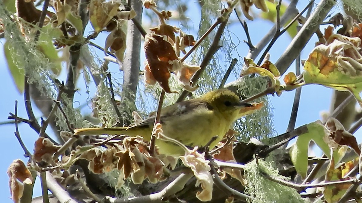 Hooded Oriole - Petra Clayton