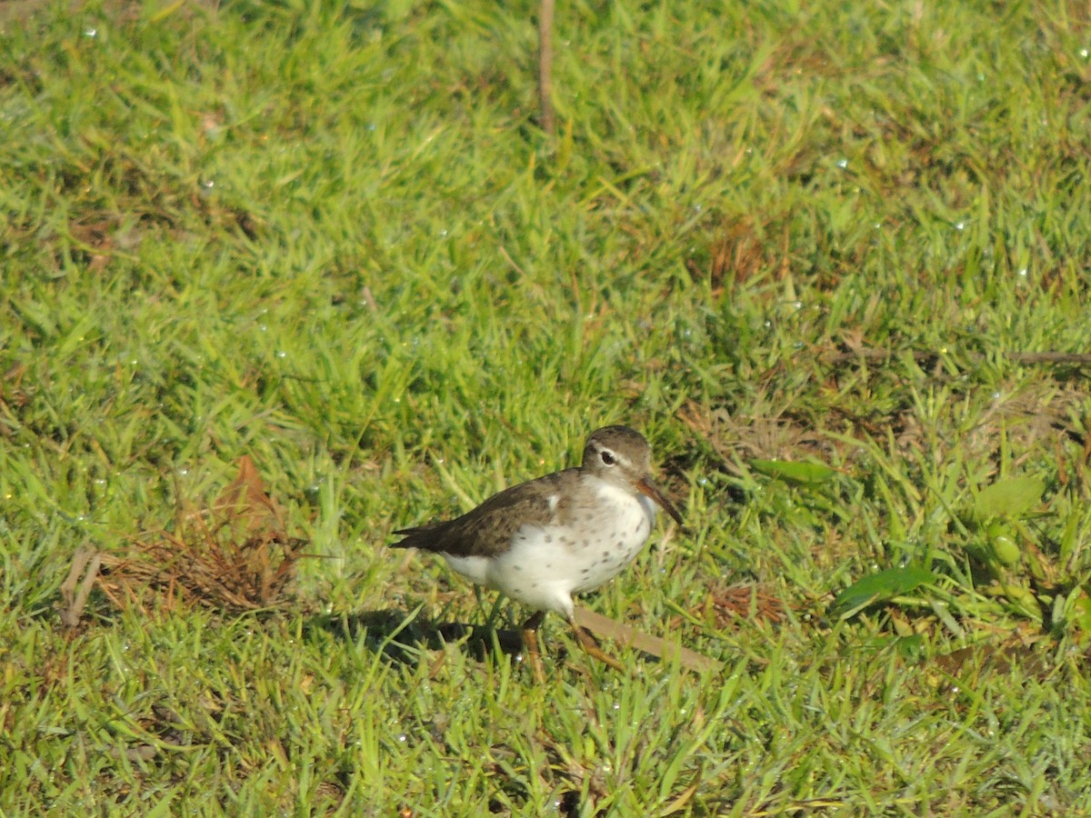 Spotted Sandpiper - Roger Lambert