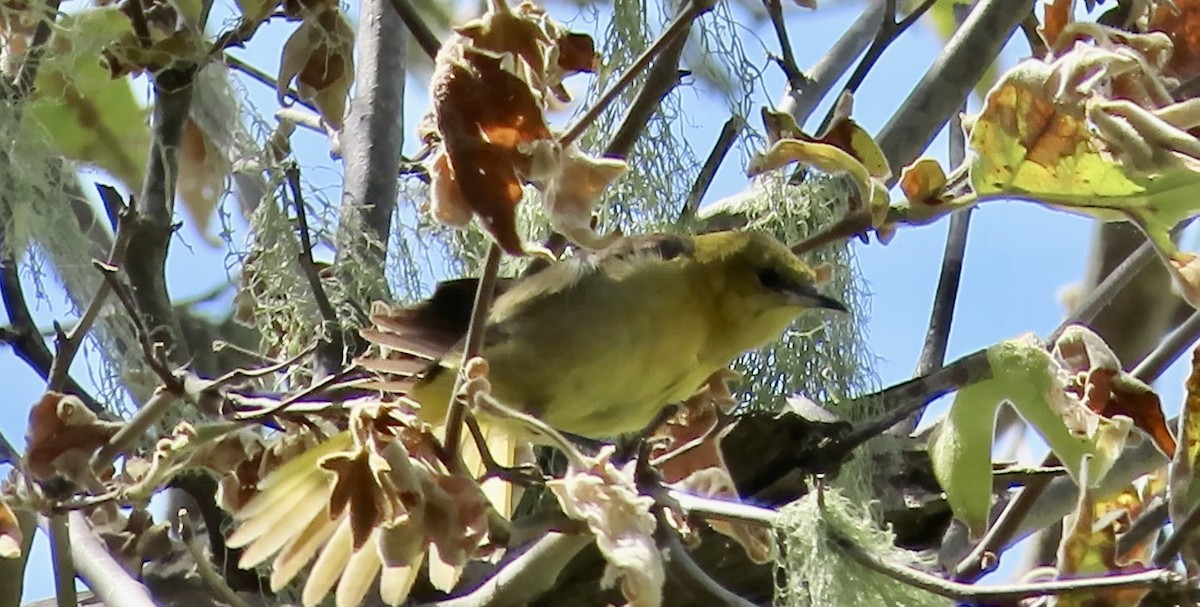 Hooded Oriole - Petra Clayton