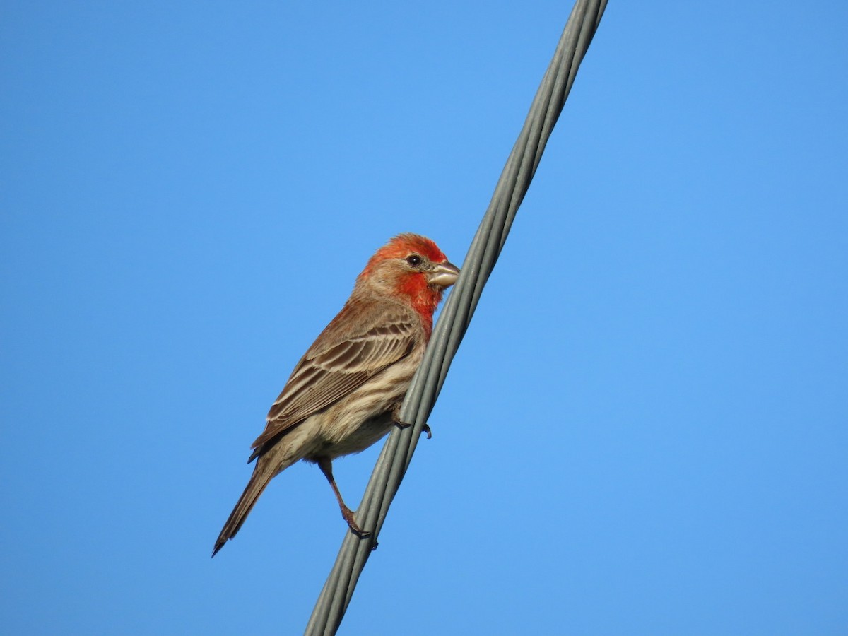 House Finch - Ericka Albright