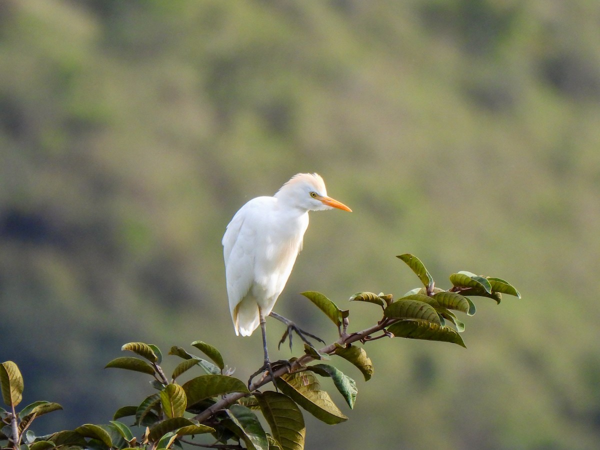 Western Cattle Egret - Wilson Ortega