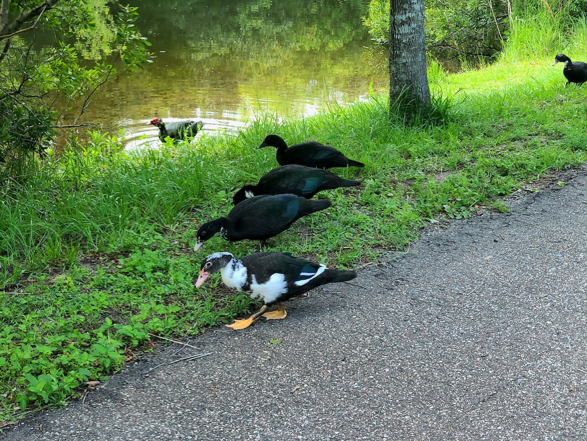 Muscovy Duck (Domestic type) - ML619547474