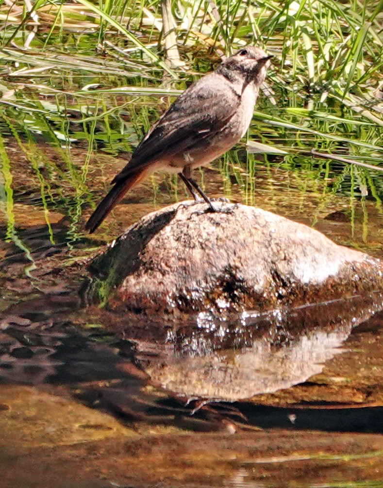 Gray Wagtail - Diane Drobka