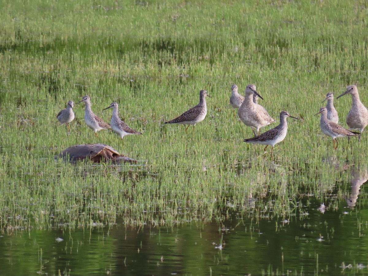 Lesser Yellowlegs - Christopher Tomera