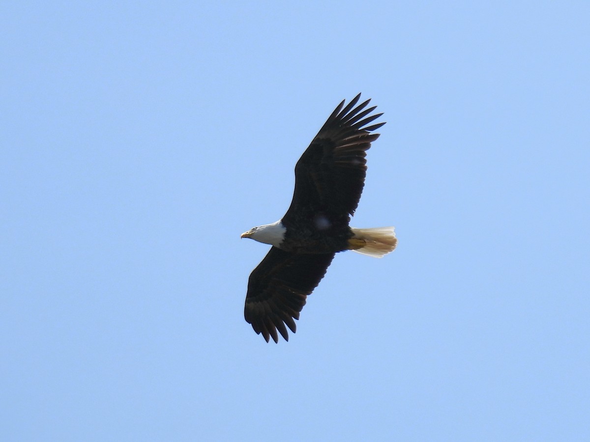 Bald Eagle - Joan K