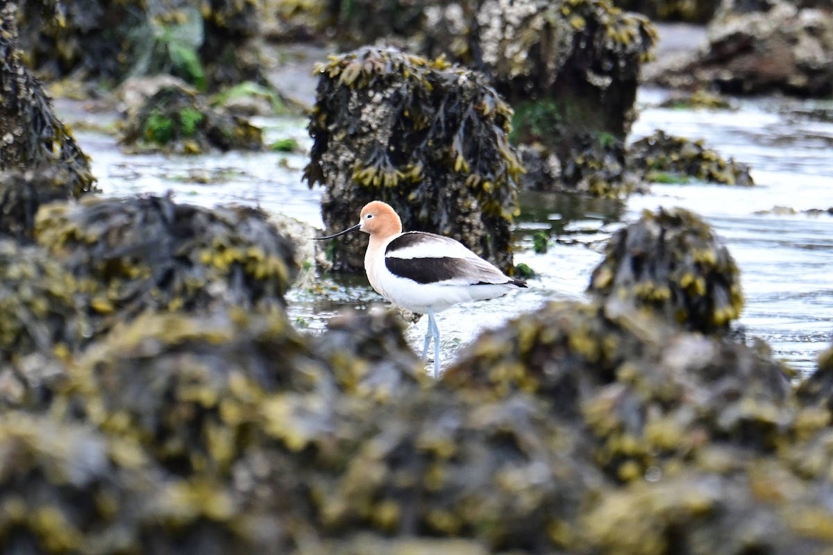 Avoceta Americana - ML619547484