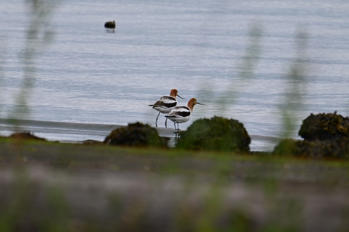 Avoceta Americana - ML619547485