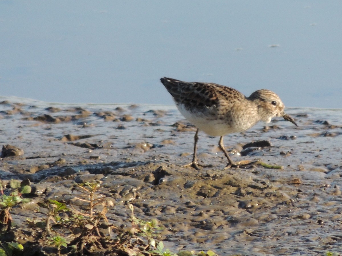 Least Sandpiper - Roger Lambert