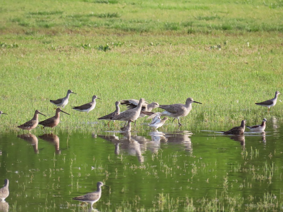 Willet - Christopher Tomera