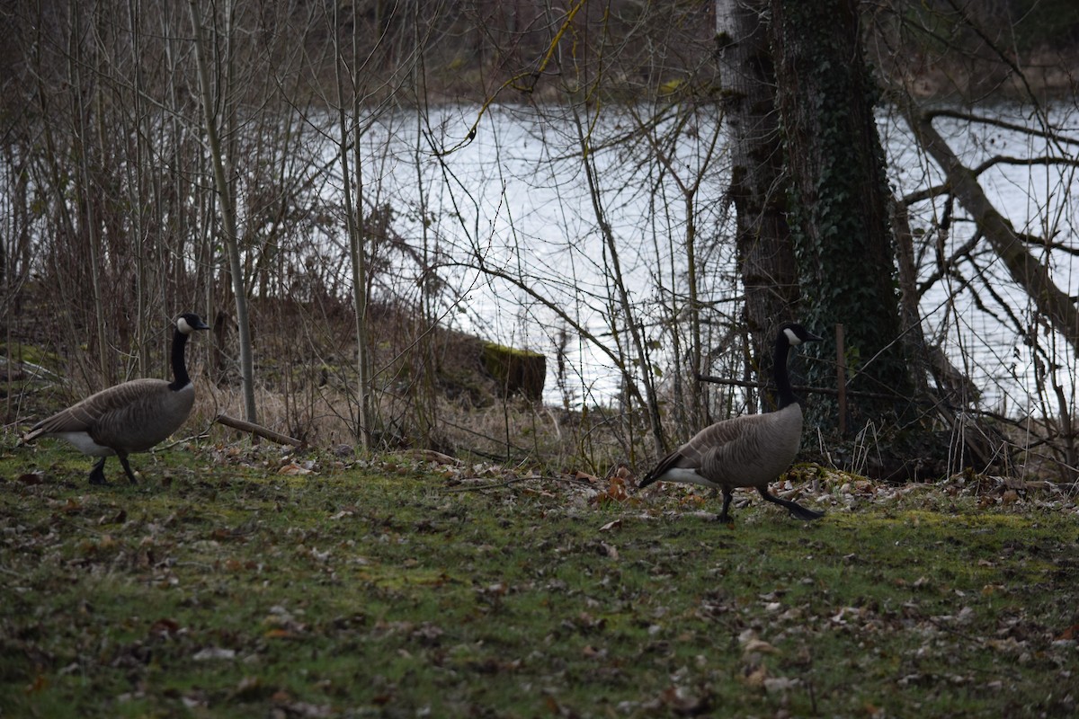 Canada Goose - Daniel Edwards