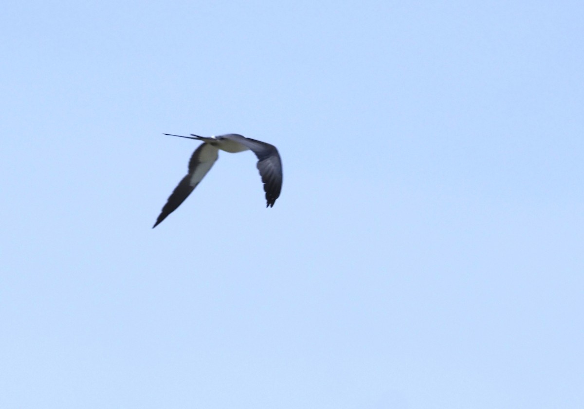 Swallow-tailed Kite - ML619547497