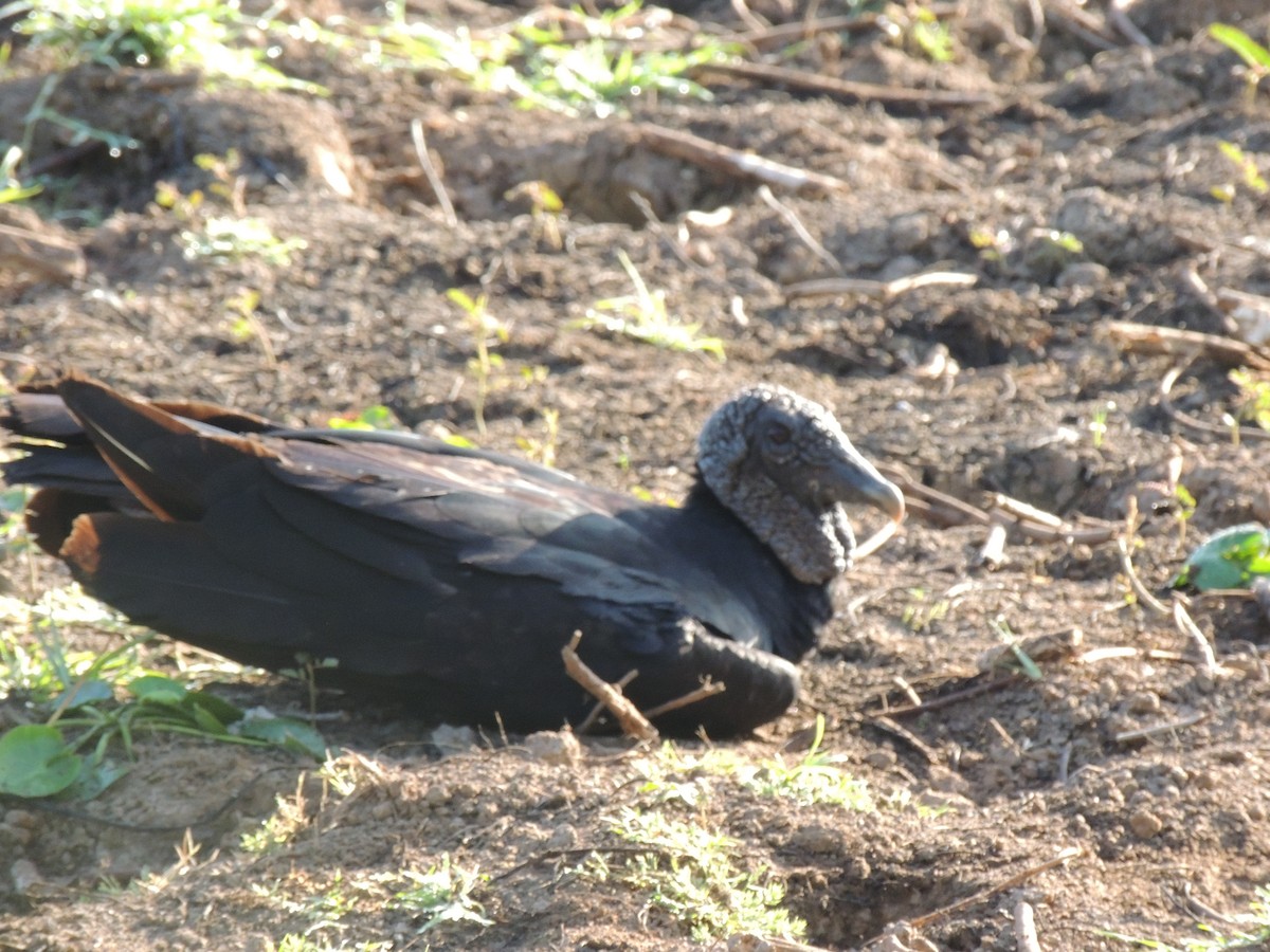 Black Vulture - Roger Lambert