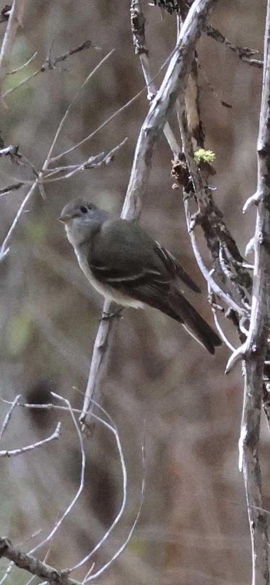 Hammond's Flycatcher - Tobias Felbeck