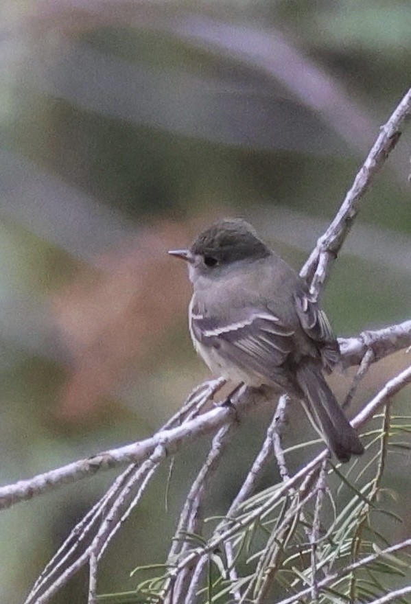 Hammond's Flycatcher - Tobias Felbeck