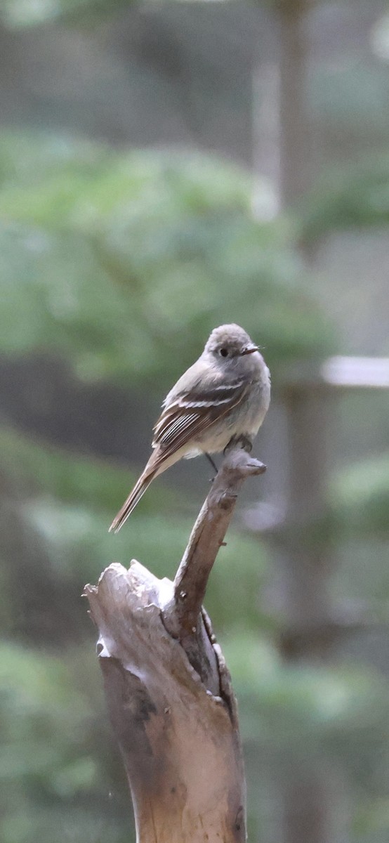 Hammond's Flycatcher - Tobias Felbeck