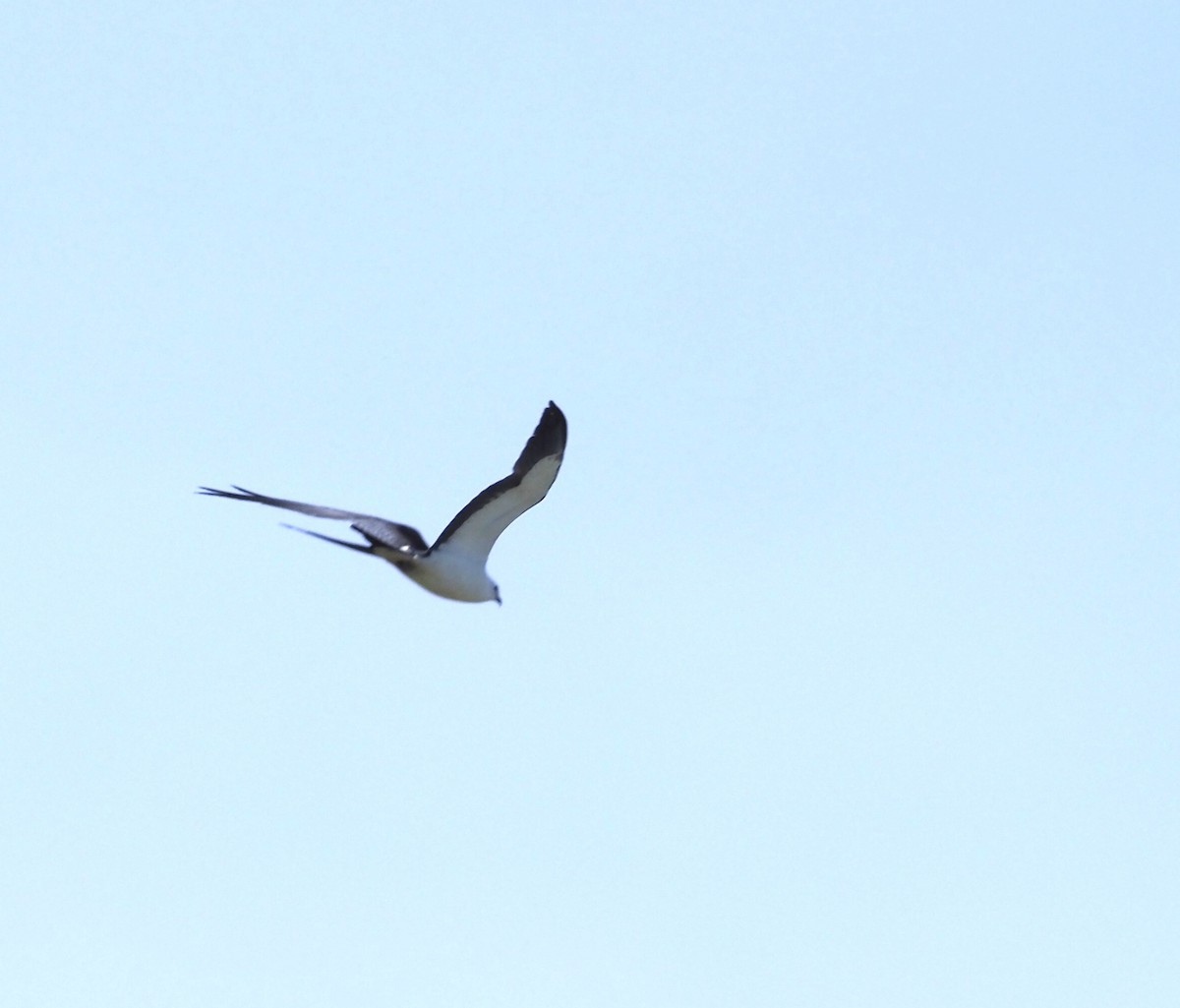 Swallow-tailed Kite - ML619547505