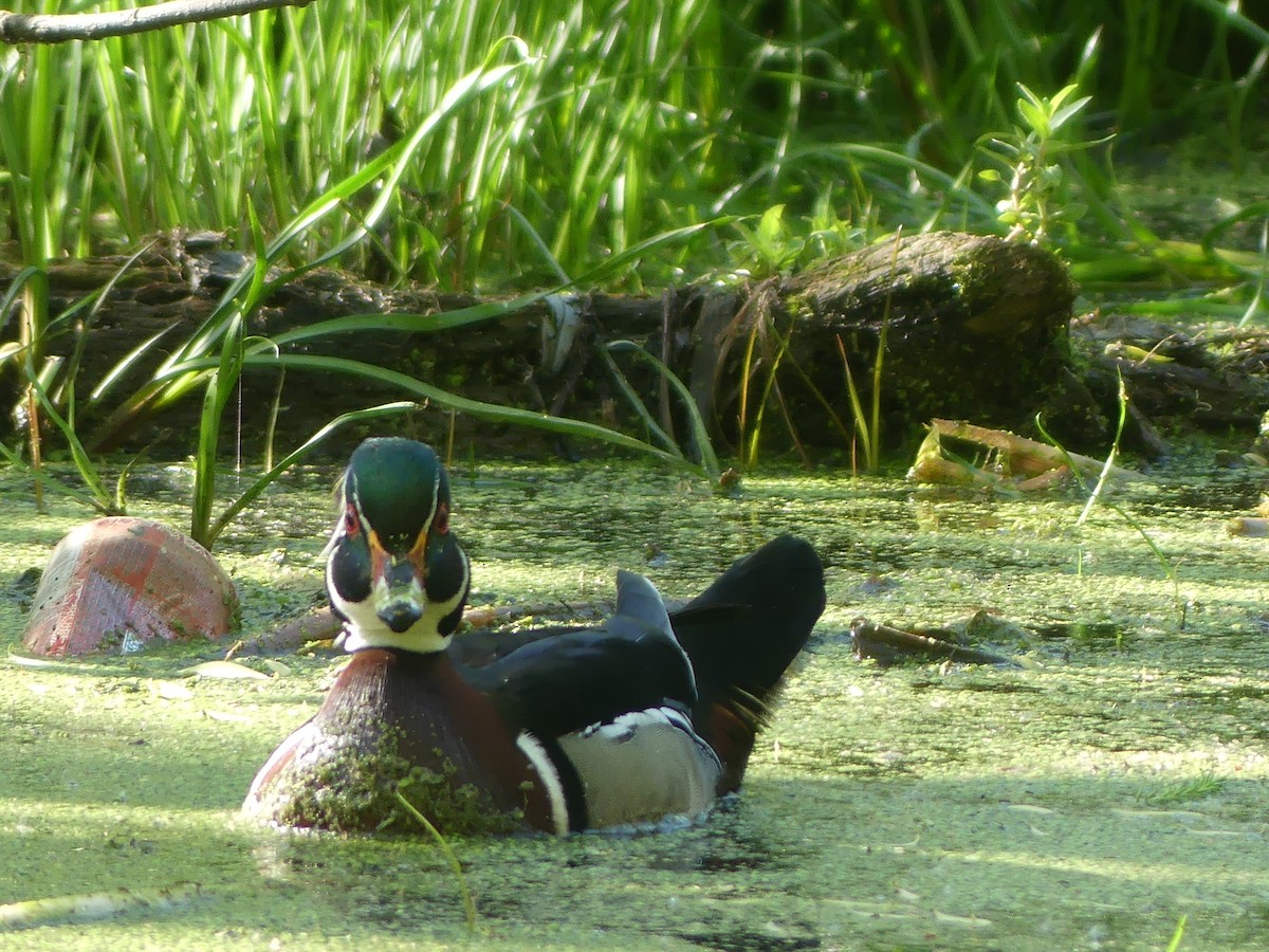 Wood Duck - claudine lafrance cohl