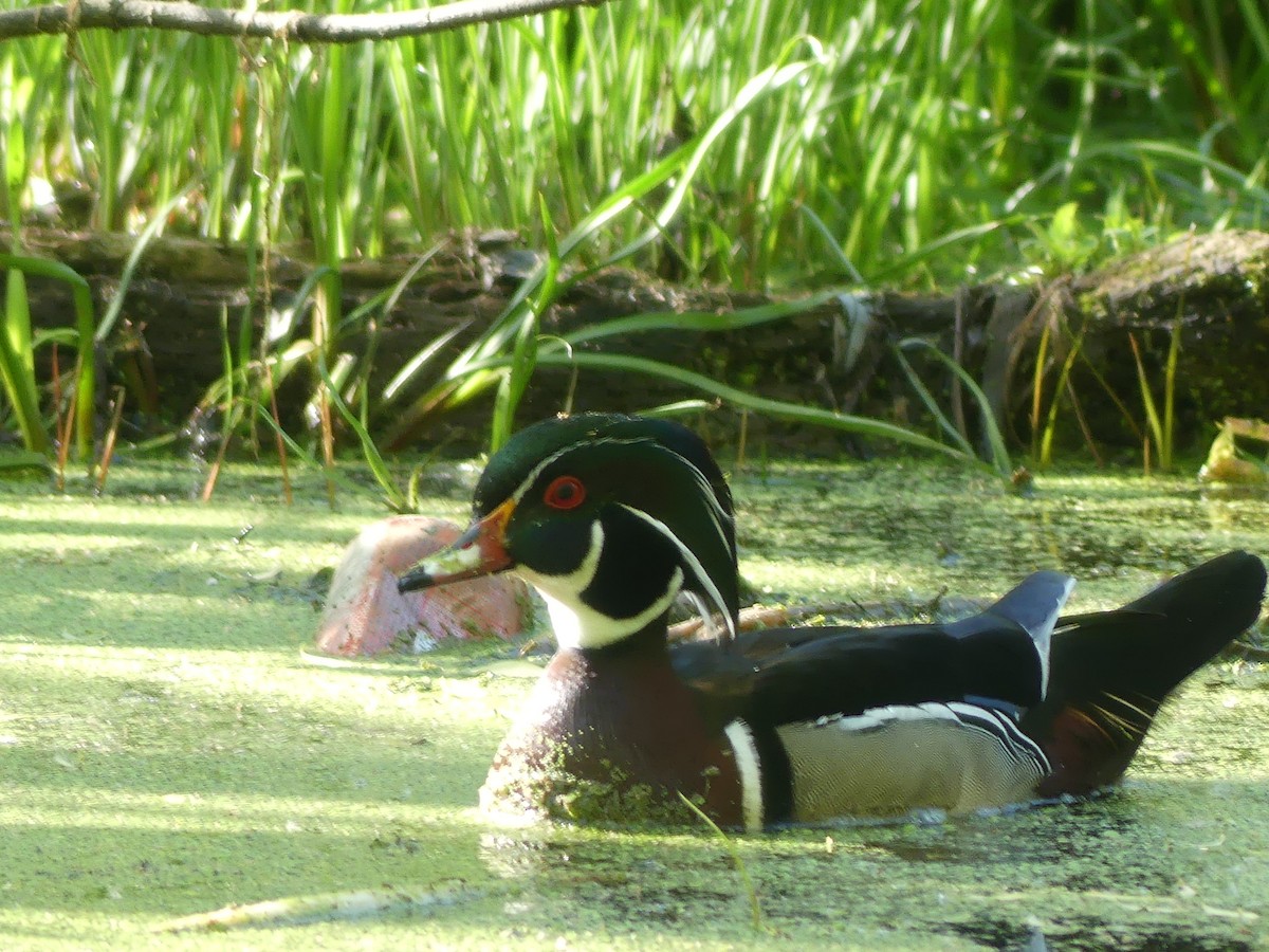 Wood Duck - claudine lafrance cohl