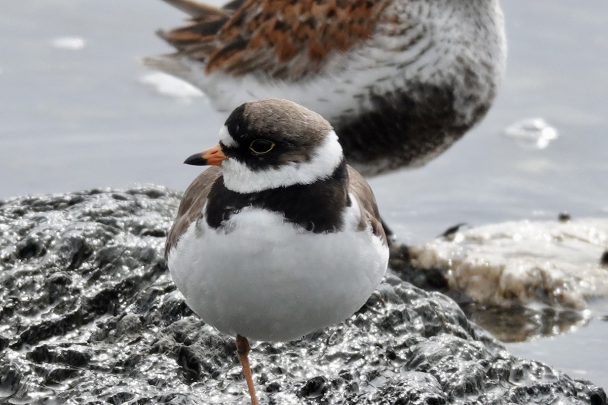 Semipalmated Plover - ML619547512