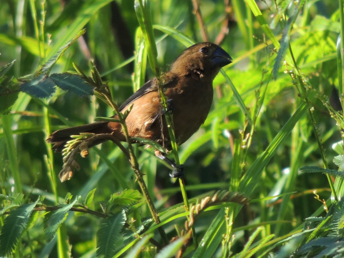 Variable Seedeater - Roger Lambert