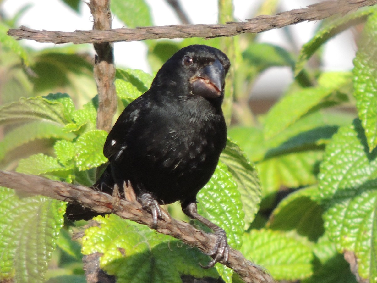 Variable Seedeater - Roger Lambert