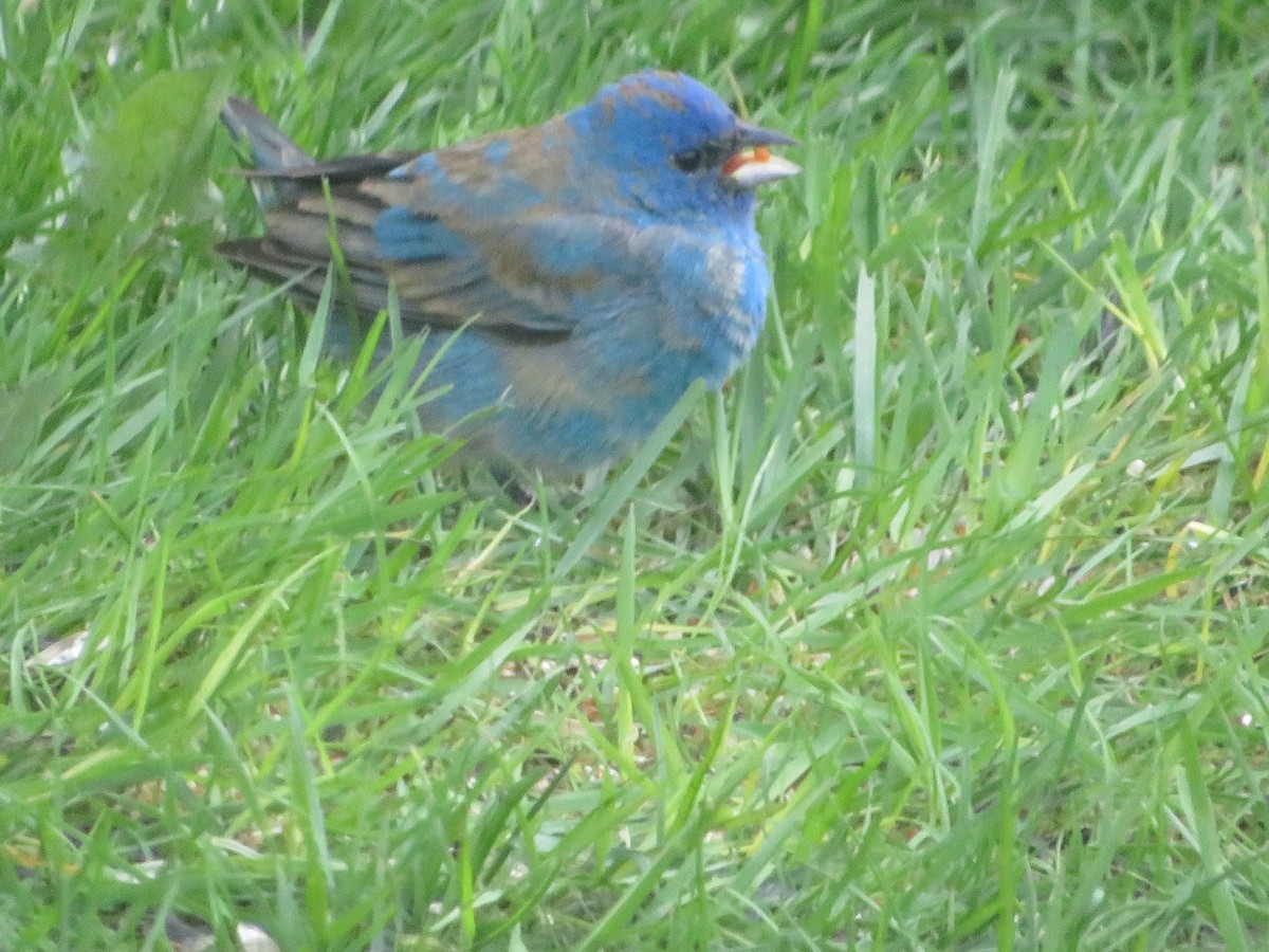 Indigo Bunting - ML619547517
