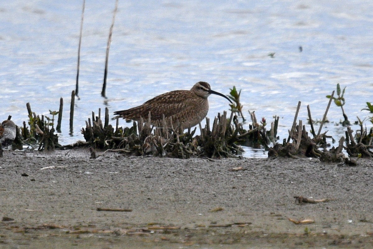 Whimbrel - Joel Trick