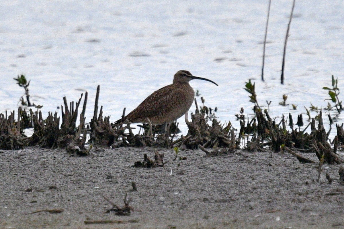 Whimbrel - Joel Trick