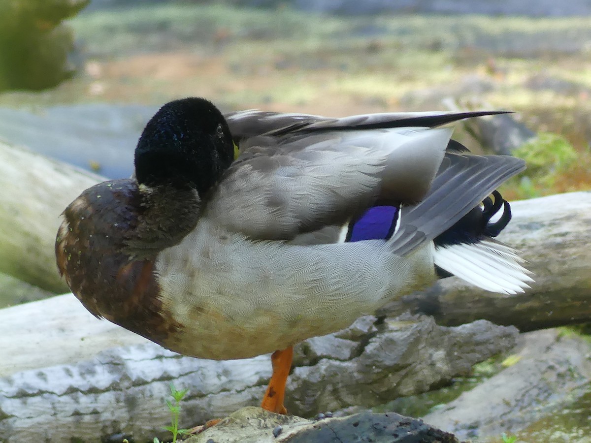 Mallard - claudine lafrance cohl