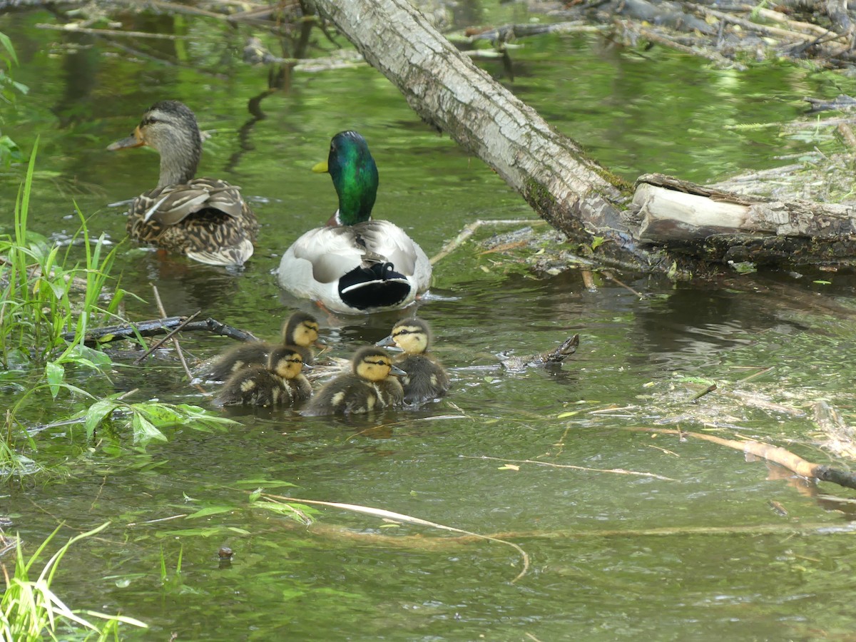 Mallard - claudine lafrance cohl