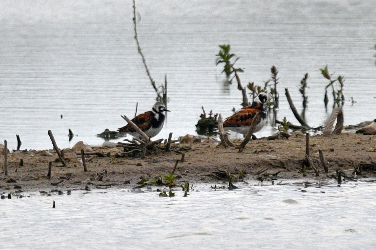 Ruddy Turnstone - Joel Trick