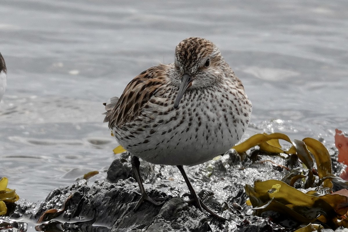 White-rumped Sandpiper - Gilbert Bouchard