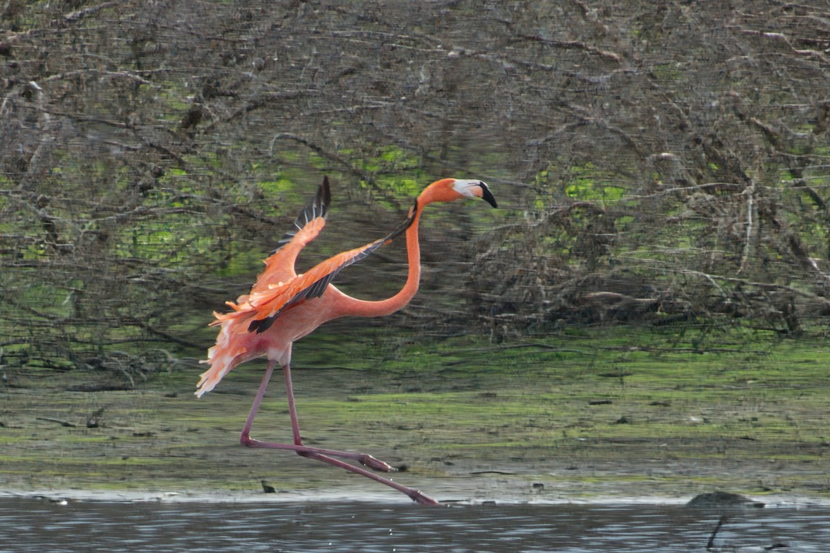 American Flamingo - Rob Kelder