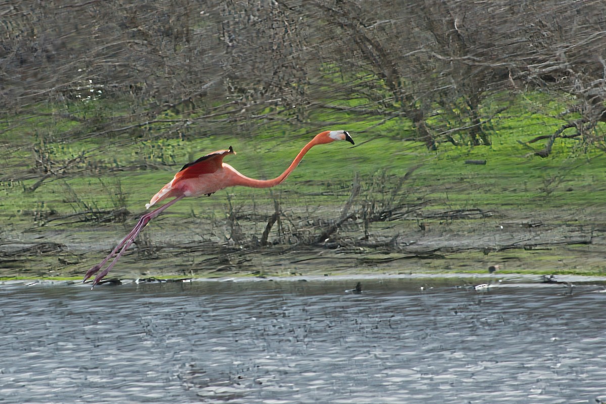 American Flamingo - Rob Kelder