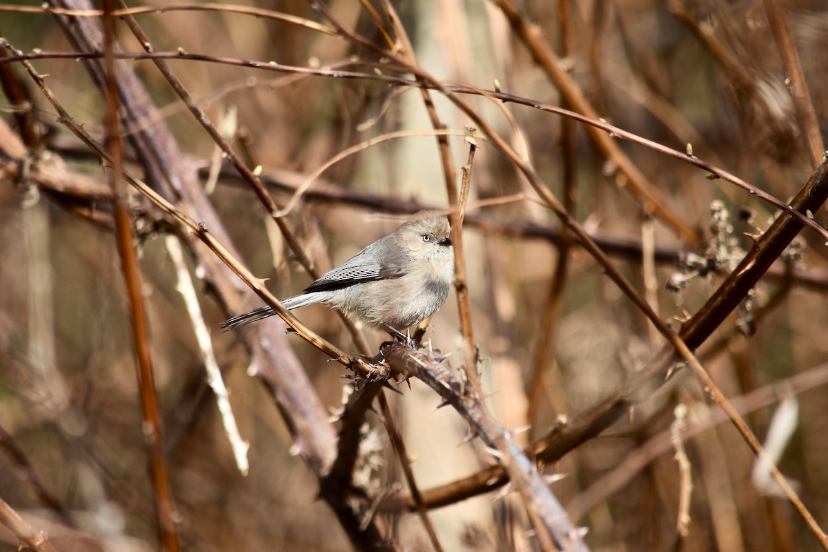 Bushtit - Daniel Edwards