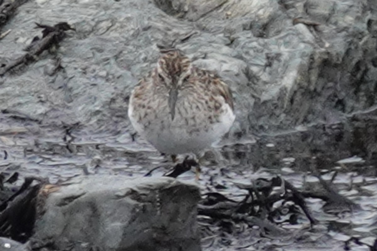 Least Sandpiper - Gilbert Bouchard